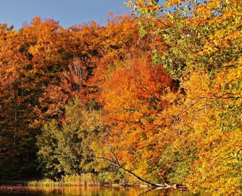 beech forest in autumn