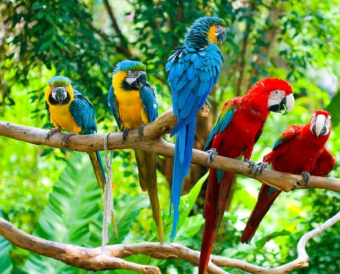 parrots in the jungle