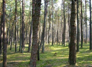 pine forest