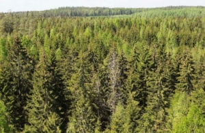 pine forest, Finland