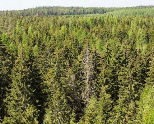 pine forest, Finland