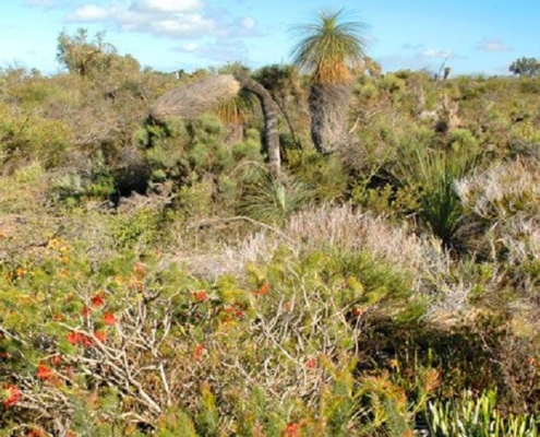 shrubland in Australia