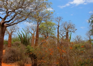 spiny forest, Madagascar