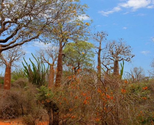 spiny forest, Madagascar
