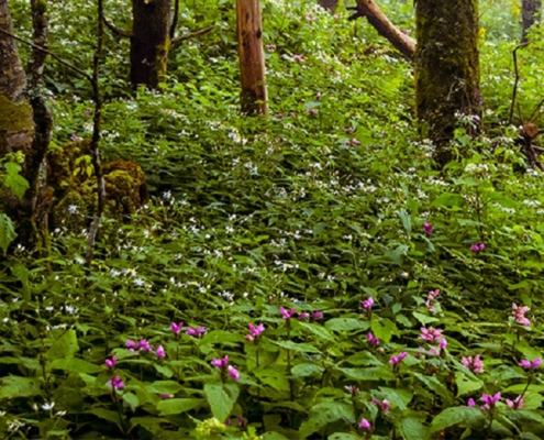woodland with flowers